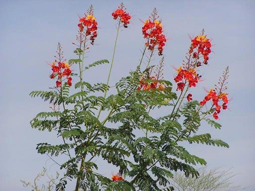 Mexican Bird of Paradise